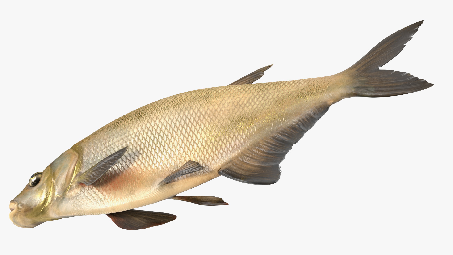 3D Abramis Brama model