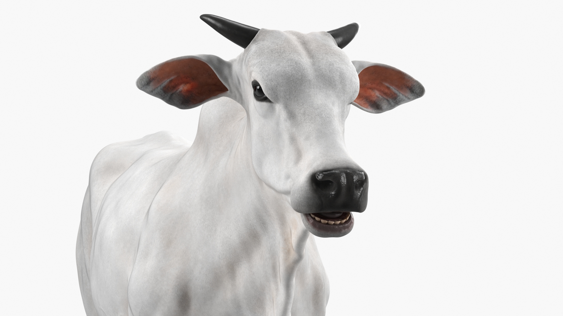 3D Ongole Cattle Male model