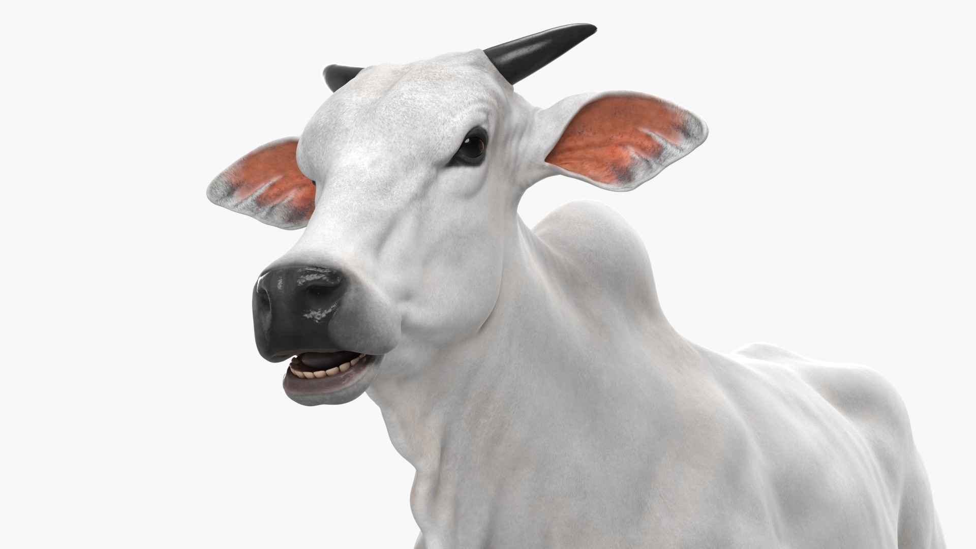 3D Ongole Cattle Male model