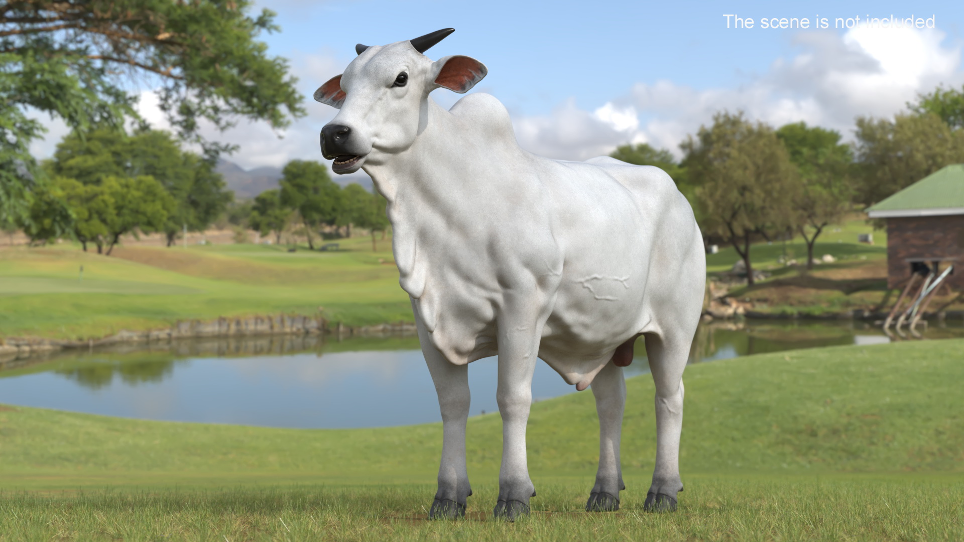 3D Ongole Cattle Male model