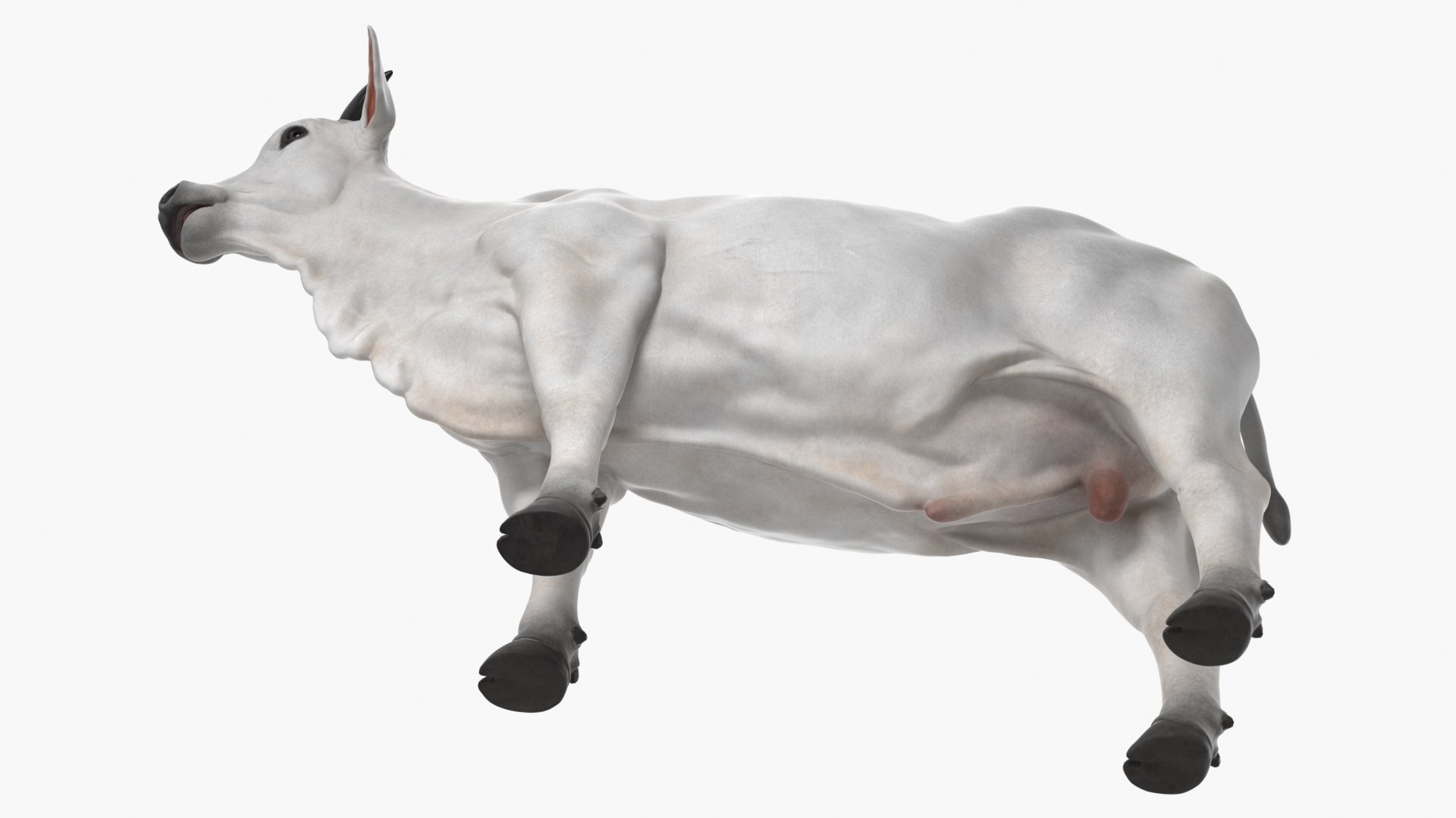 3D Ongole Cattle Male model