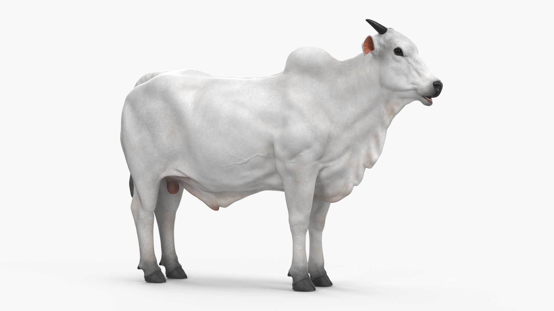 3D Ongole Cattle Male model