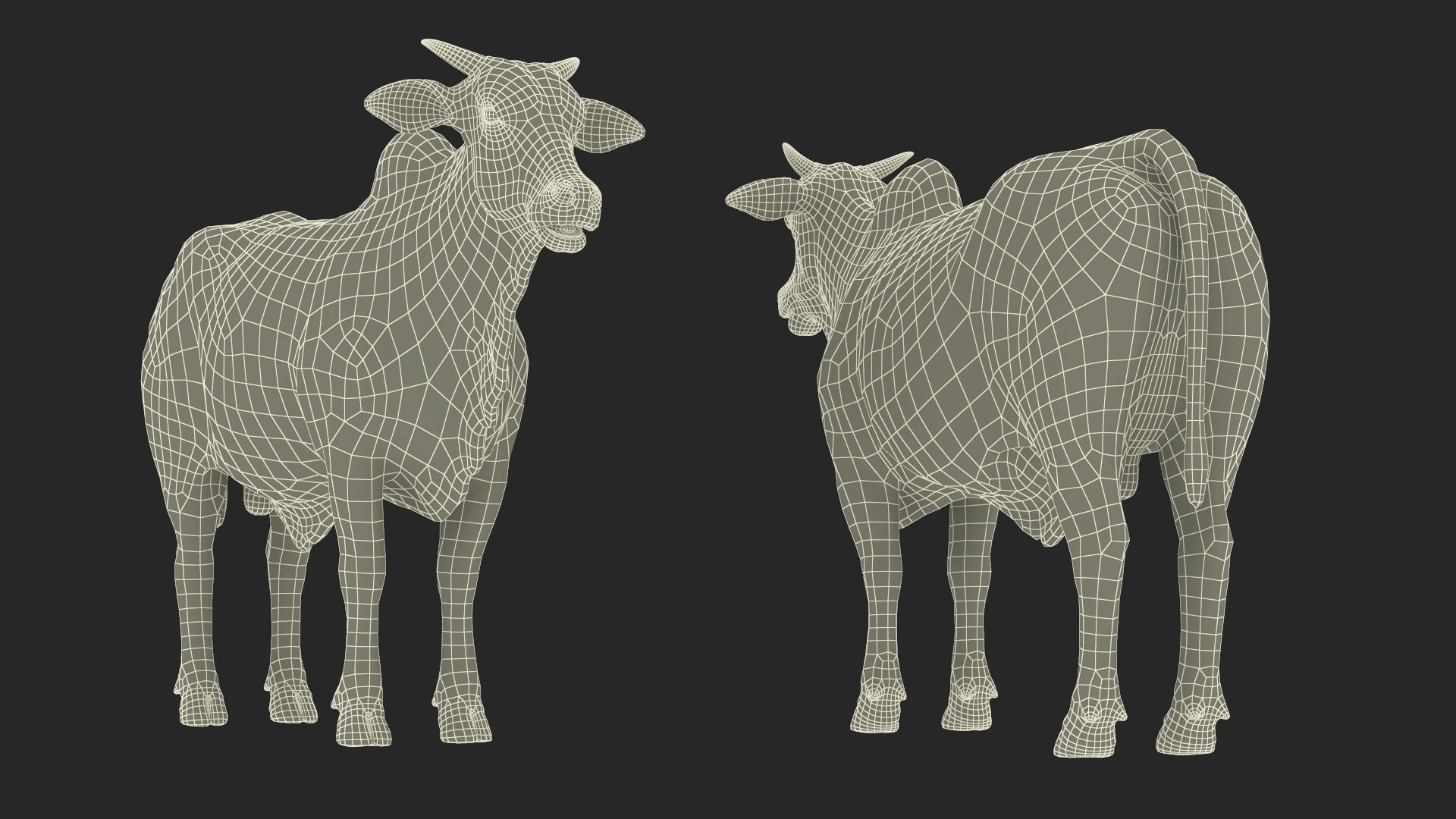 3D Ongole Cattle Male model