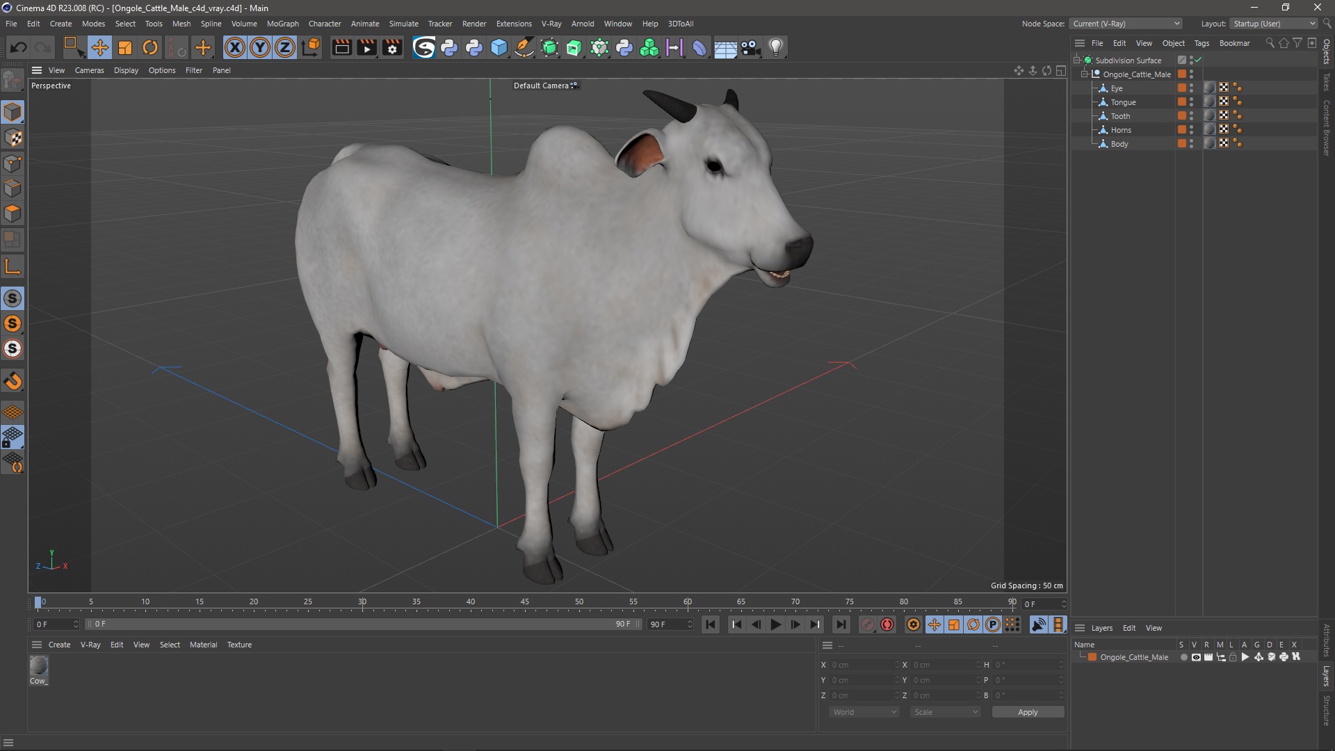 3D Ongole Cattle Male model