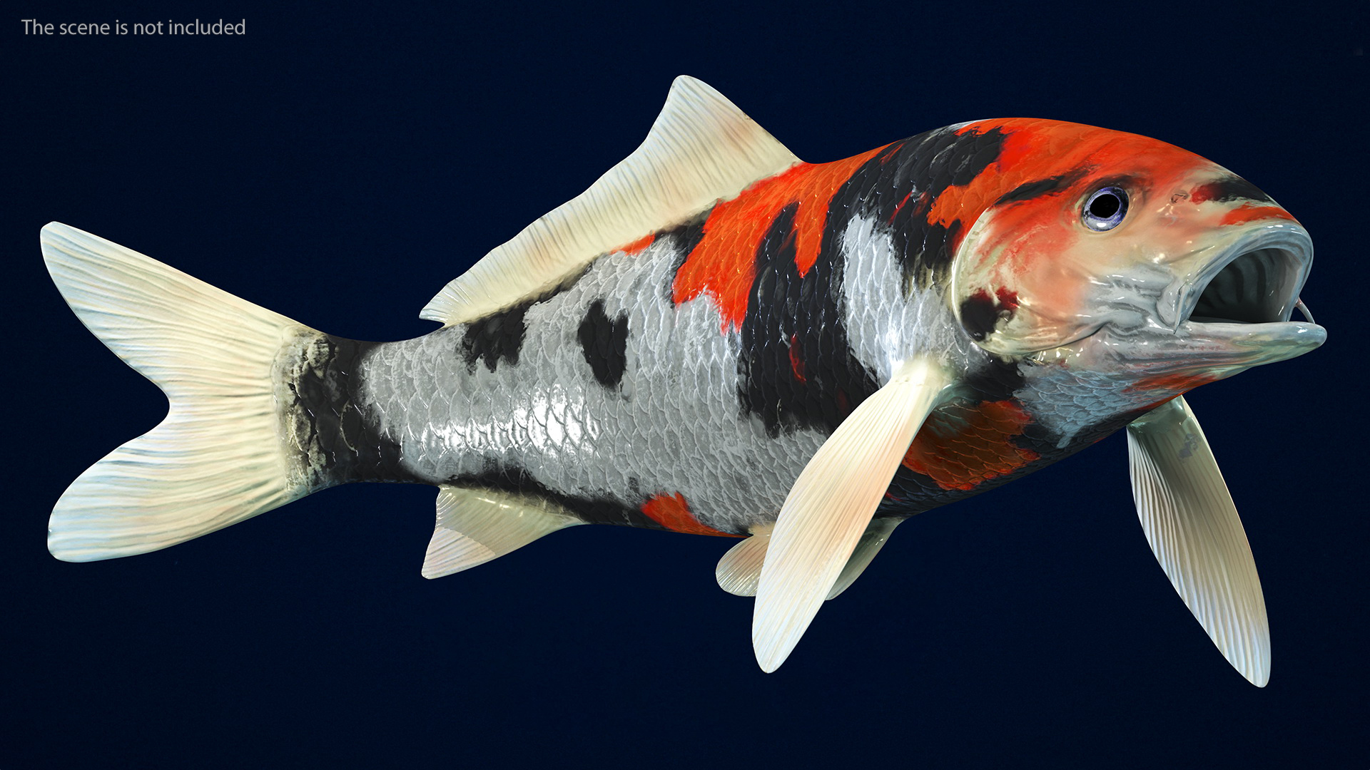 3D Harivake Koi Fish Rigged for Maya model