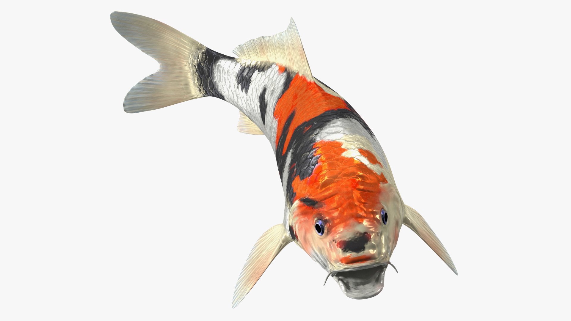 3D Harivake Koi Fish Rigged for Maya model