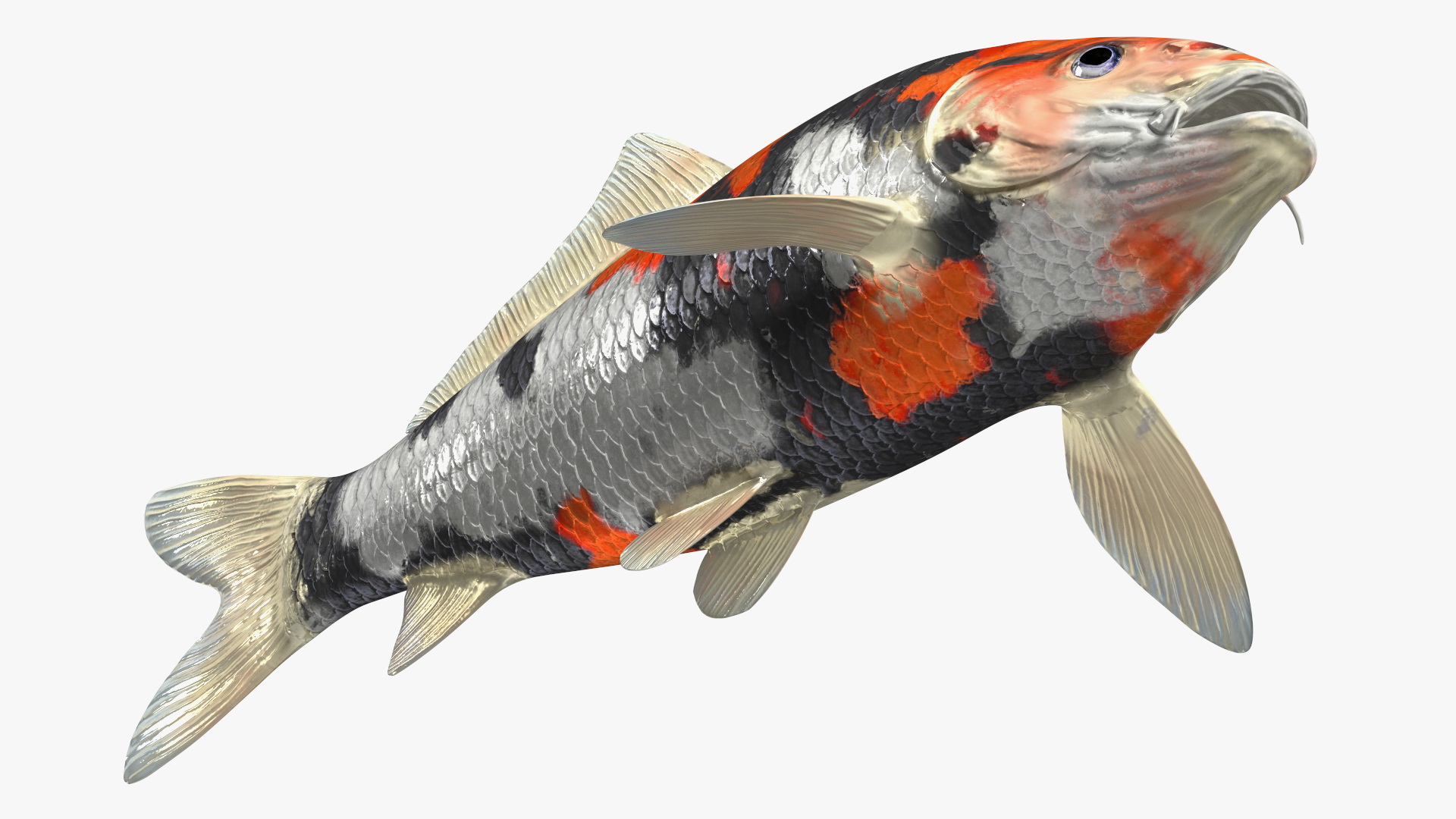 3D Harivake Koi Fish Rigged for Maya model