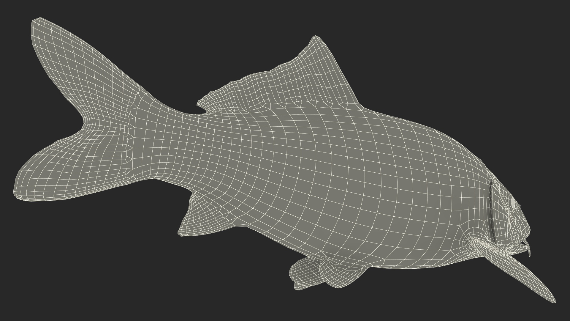 3D Harivake Koi Fish Rigged for Maya model