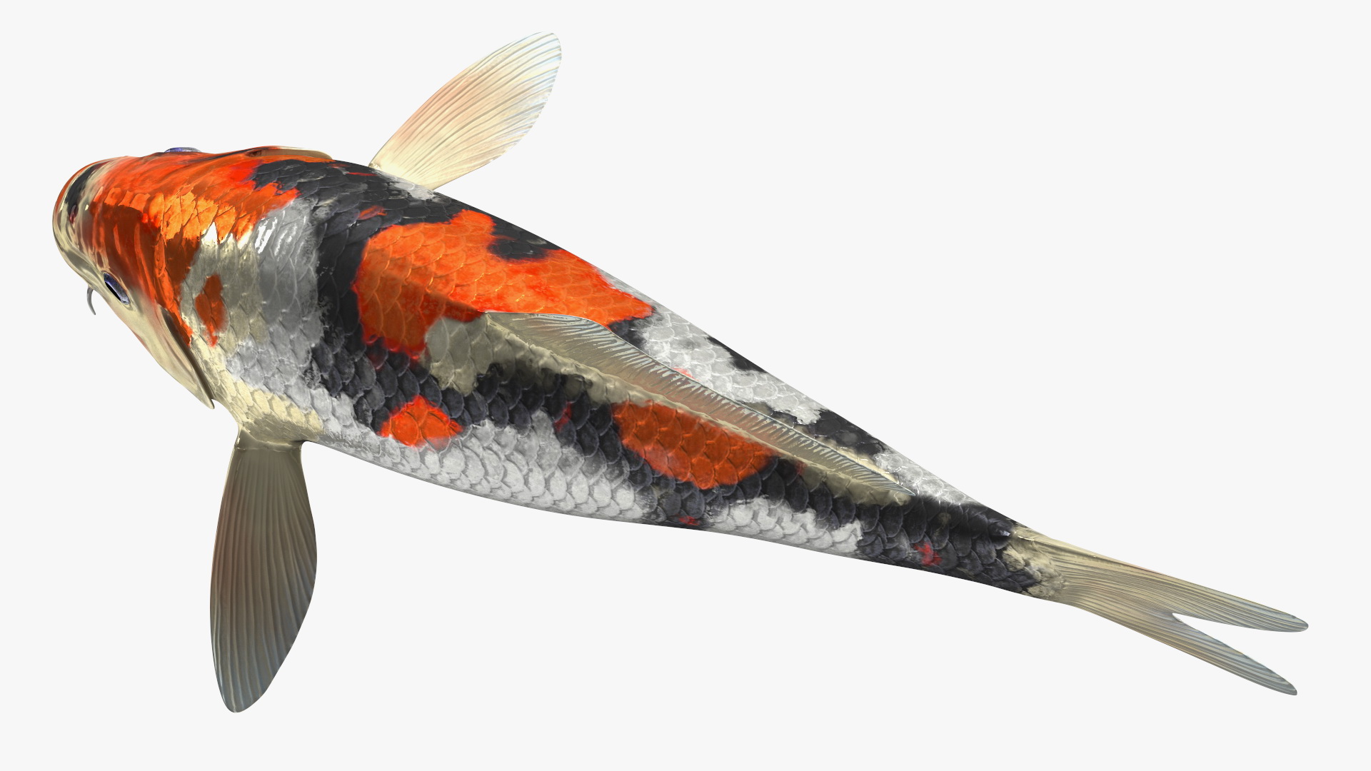 3D Harivake Koi Fish Rigged for Maya model