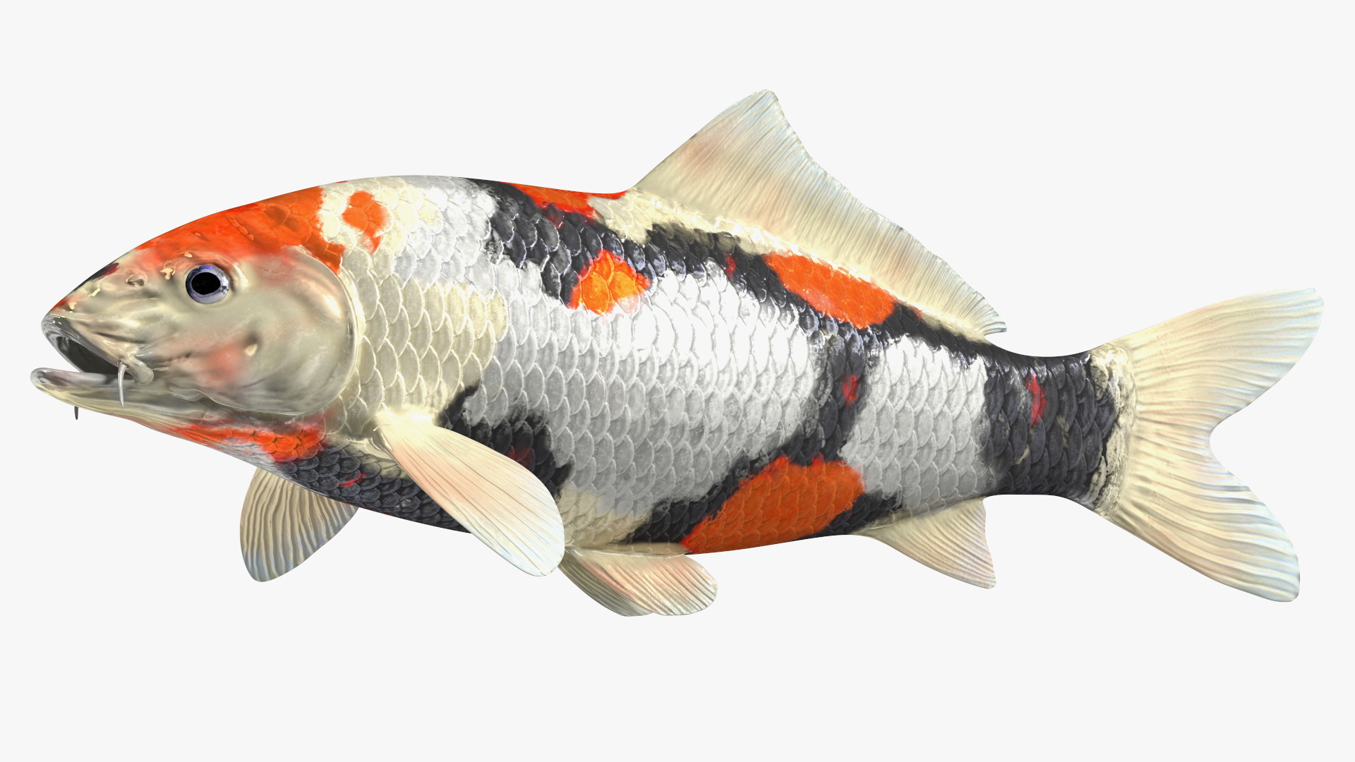 3D Harivake Koi Fish Rigged for Maya model