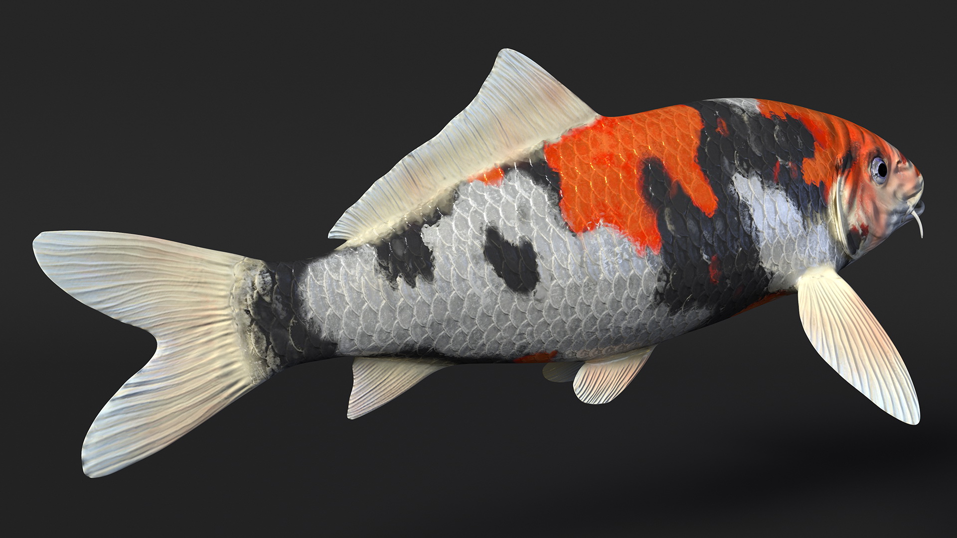 3D Harivake Koi Fish Rigged for Maya model