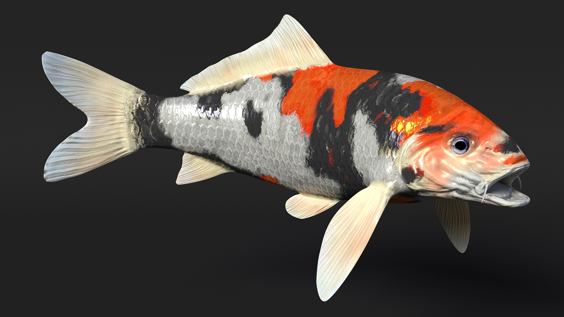 3D Harivake Koi Fish Rigged for Maya model