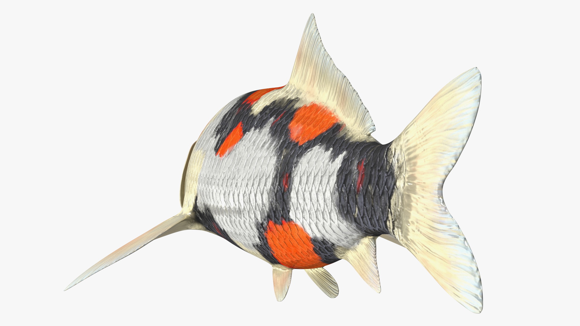 3D Harivake Koi Fish Rigged for Maya model