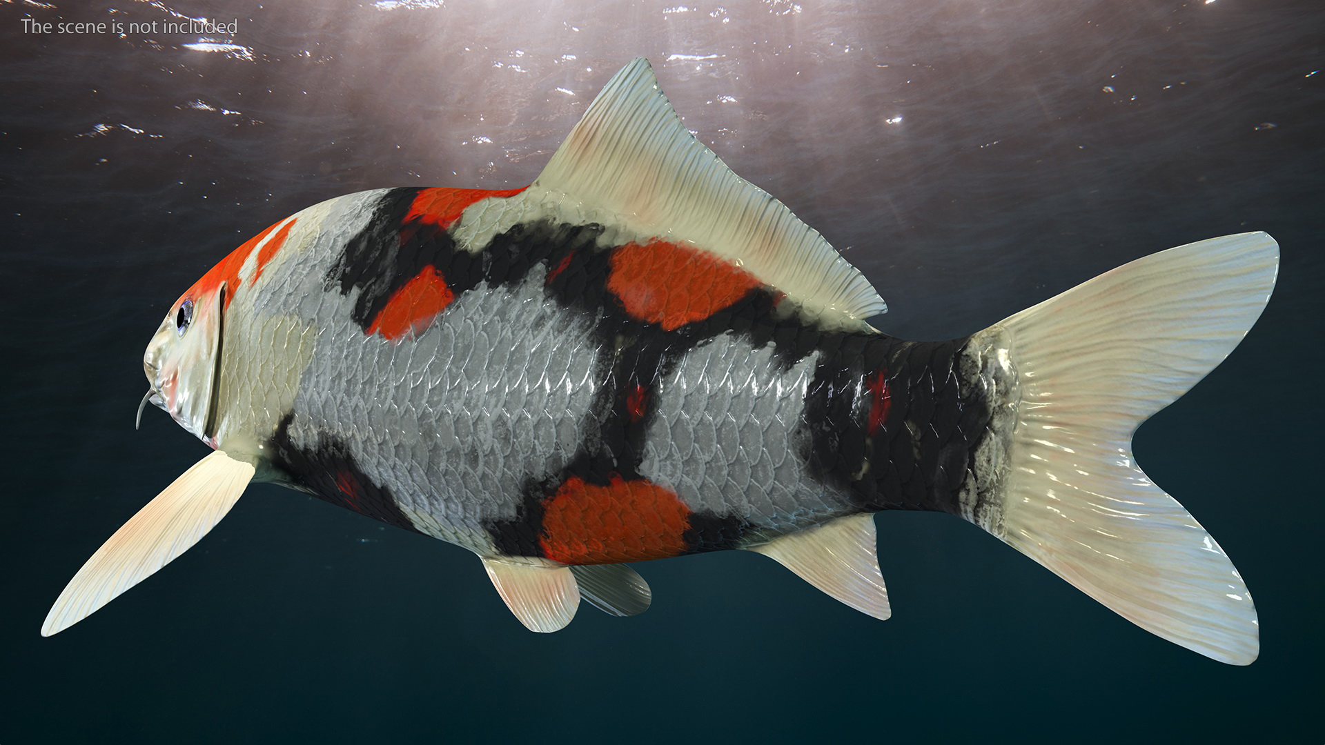 3D Harivake Koi Fish Rigged for Maya model