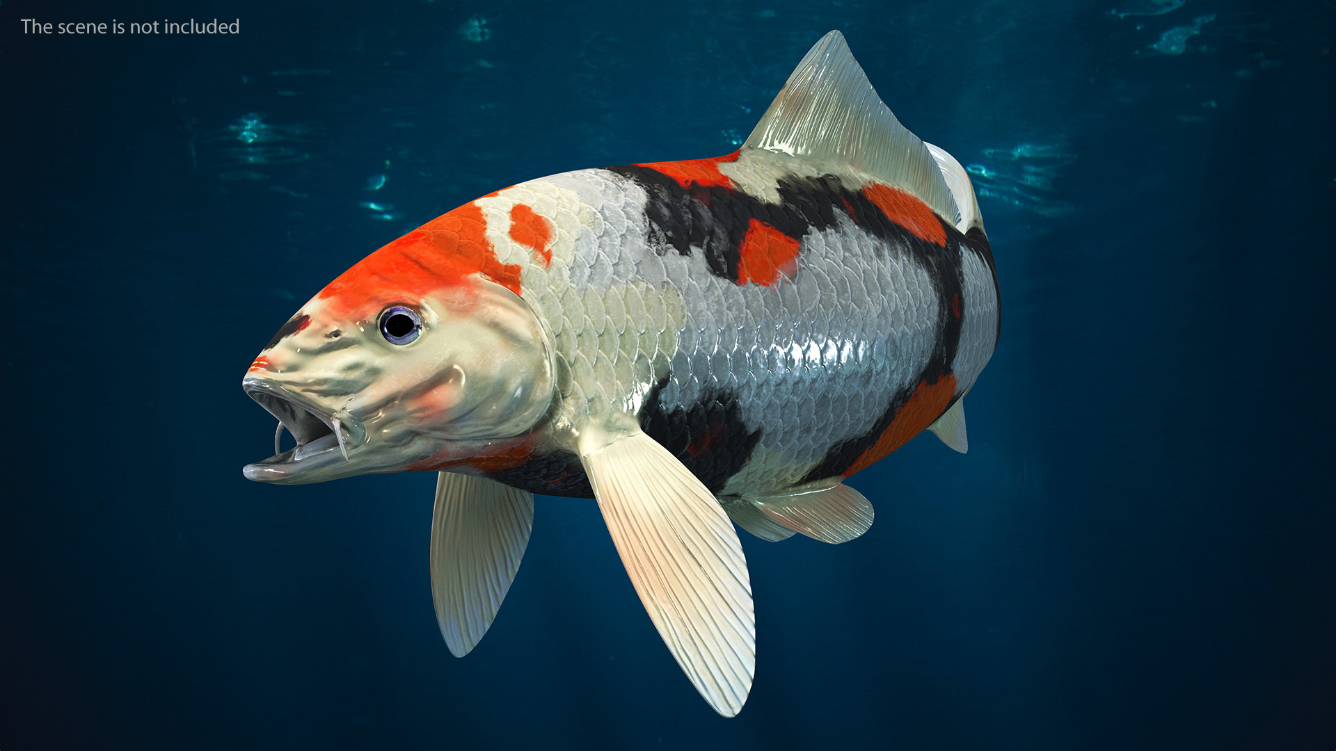 3D Harivake Koi Fish Rigged for Maya model