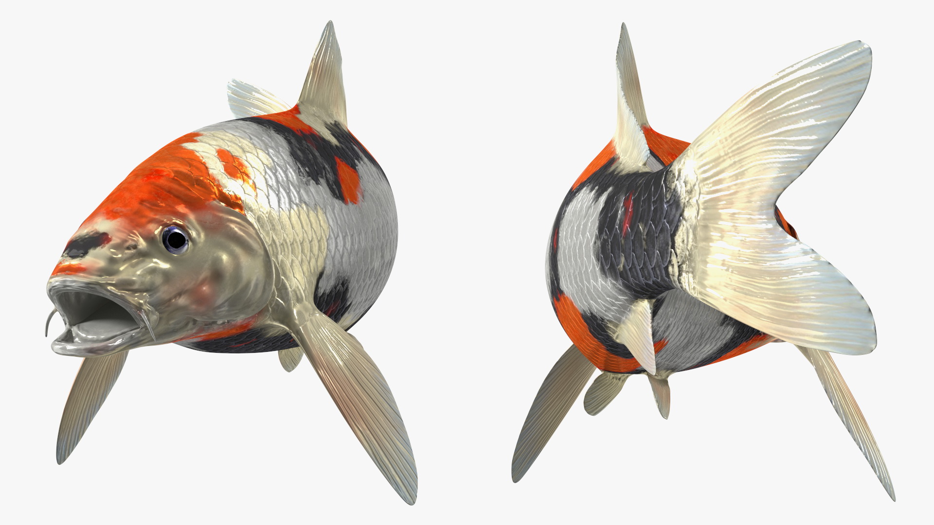 3D Harivake Koi Fish Rigged for Maya model