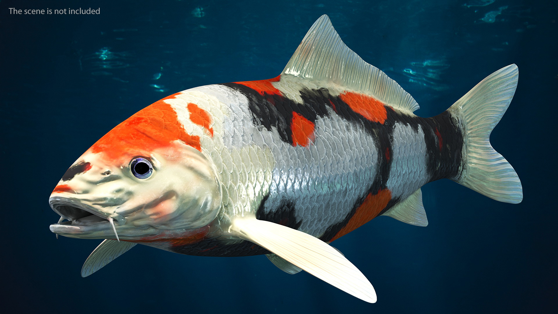 3D Harivake Koi Fish Rigged for Maya model