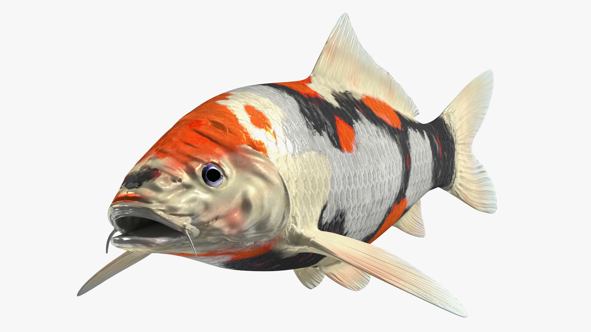 3D Harivake Koi Fish Rigged for Maya model