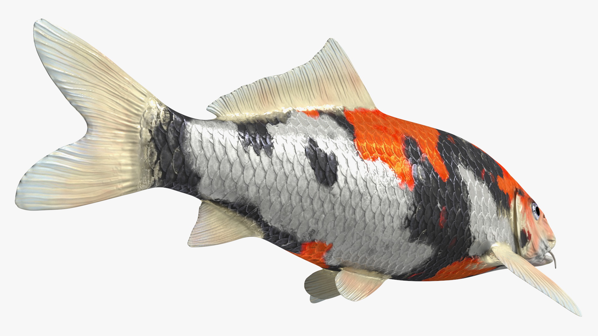 3D Harivake Koi Fish Rigged for Maya model