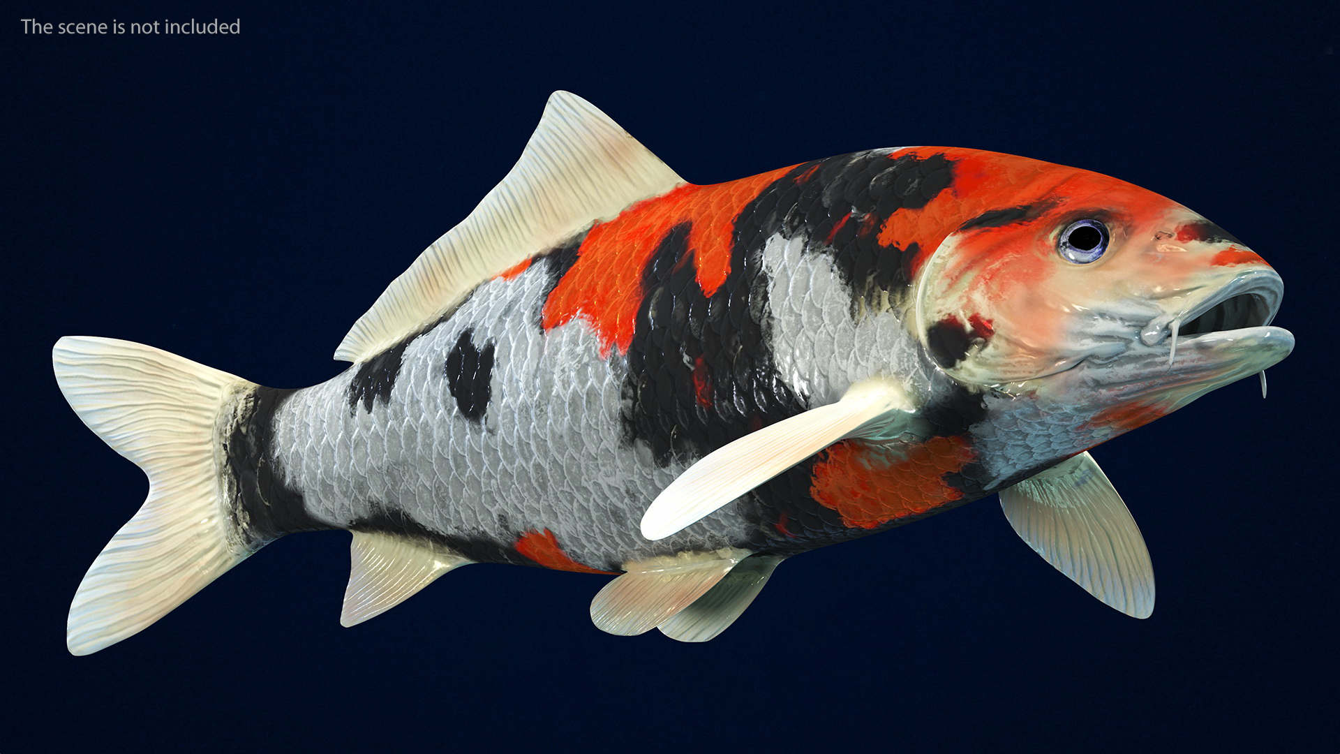 3D Harivake Koi Fish Rigged for Maya model