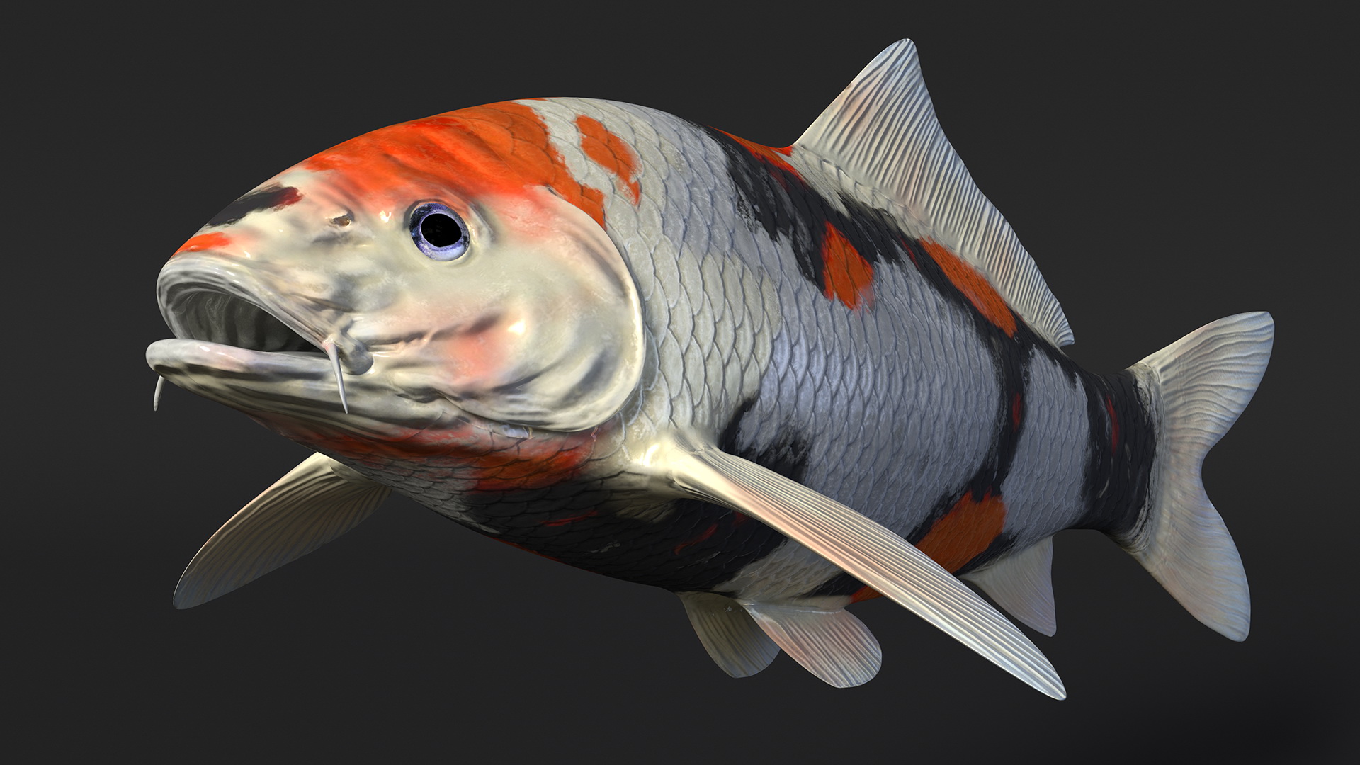 3D Harivake Koi Fish Rigged for Maya model