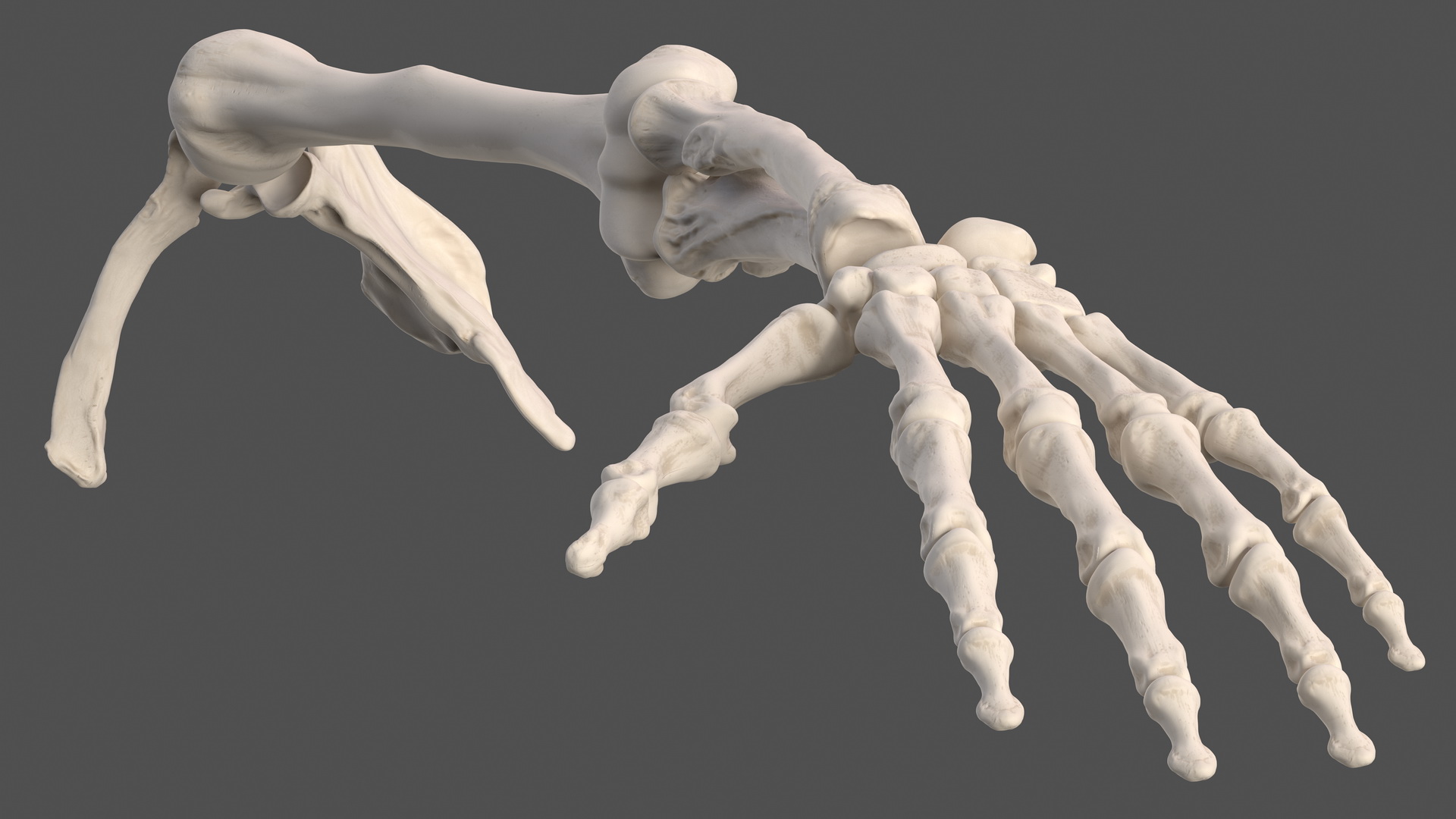 3D model Male Arm Full Anatomy and Skin