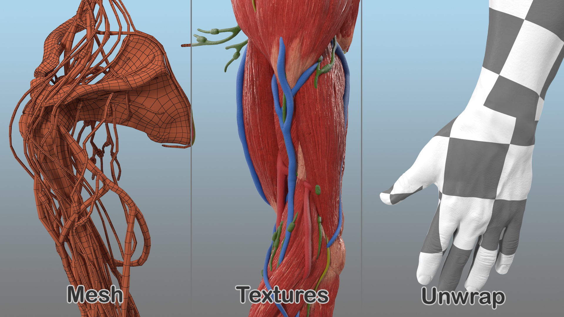 3D model Male Arm Full Anatomy and Skin