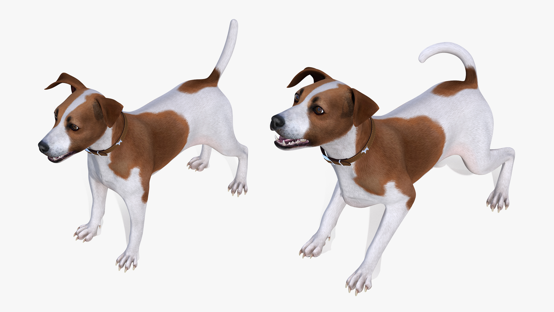 3D model Spotted Jack Russell Terrier Rigged