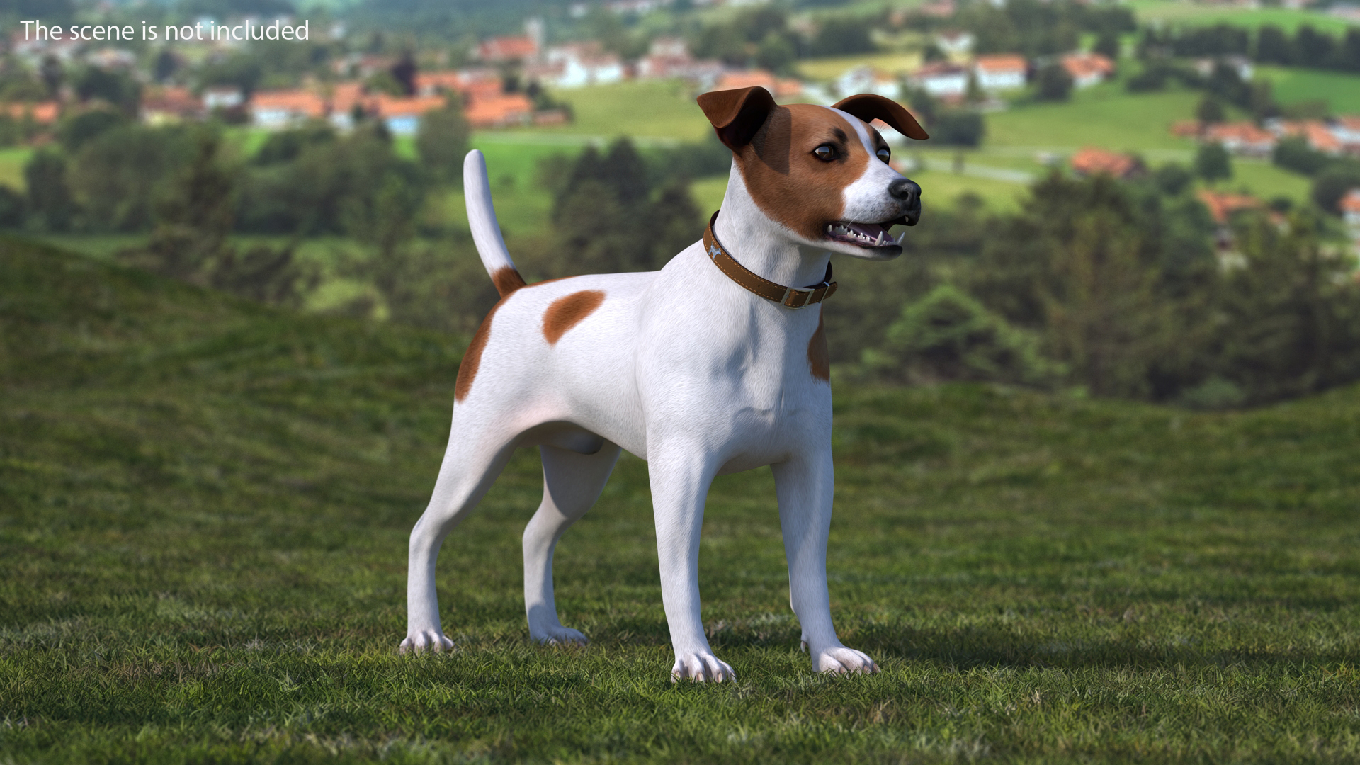 3D model Spotted Jack Russell Terrier Rigged