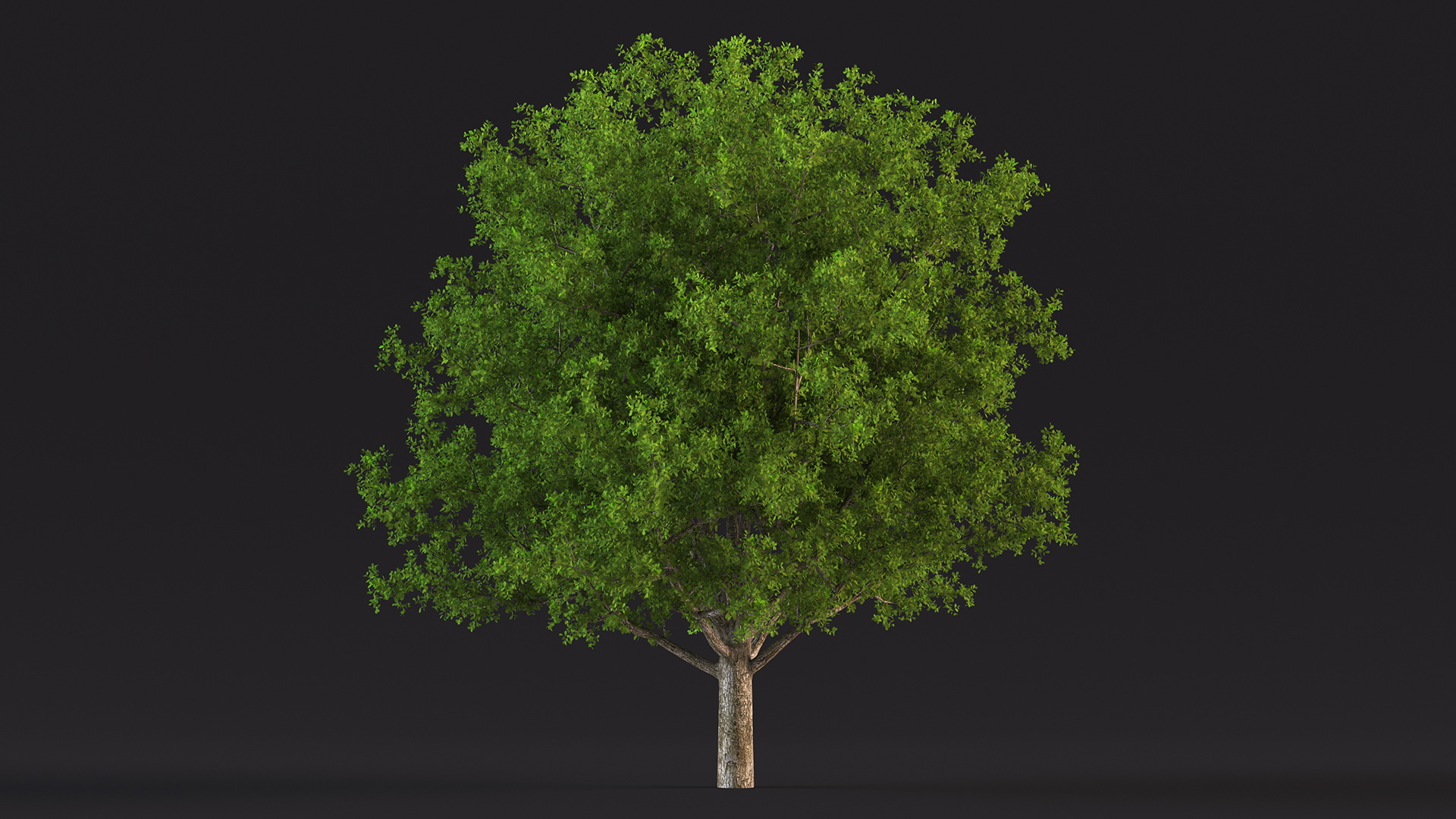 3D Realistic Oak Tree model