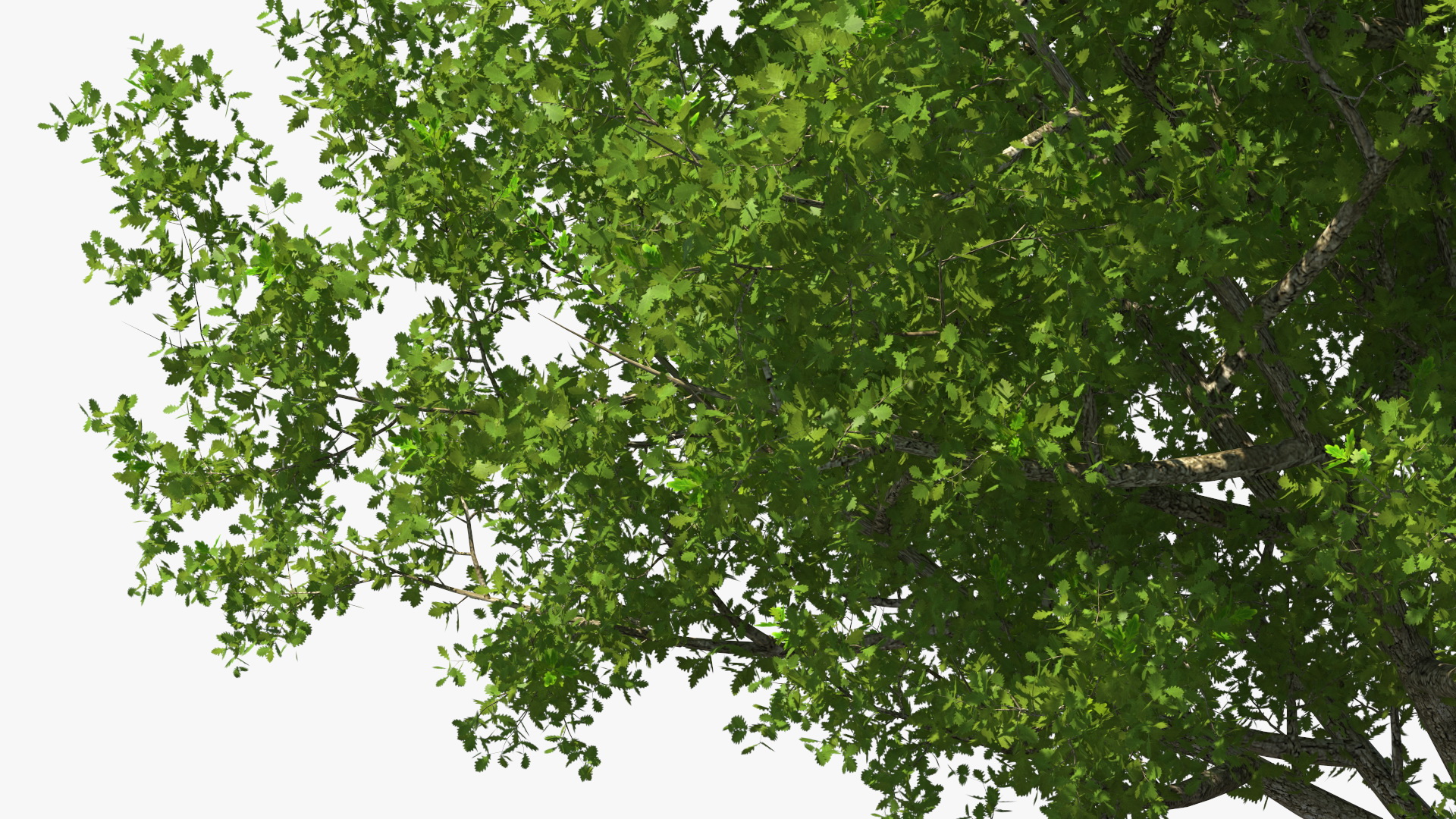 3D Realistic Oak Tree model