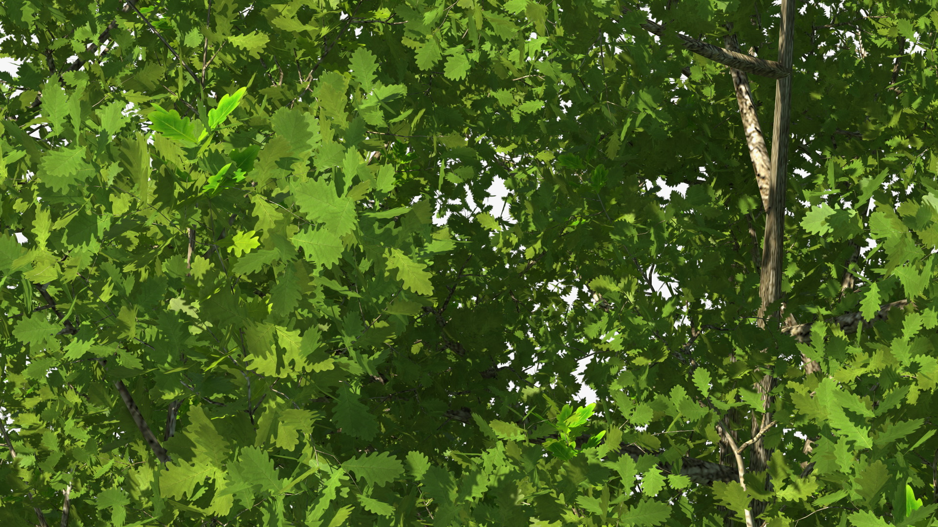 3D Realistic Oak Tree model