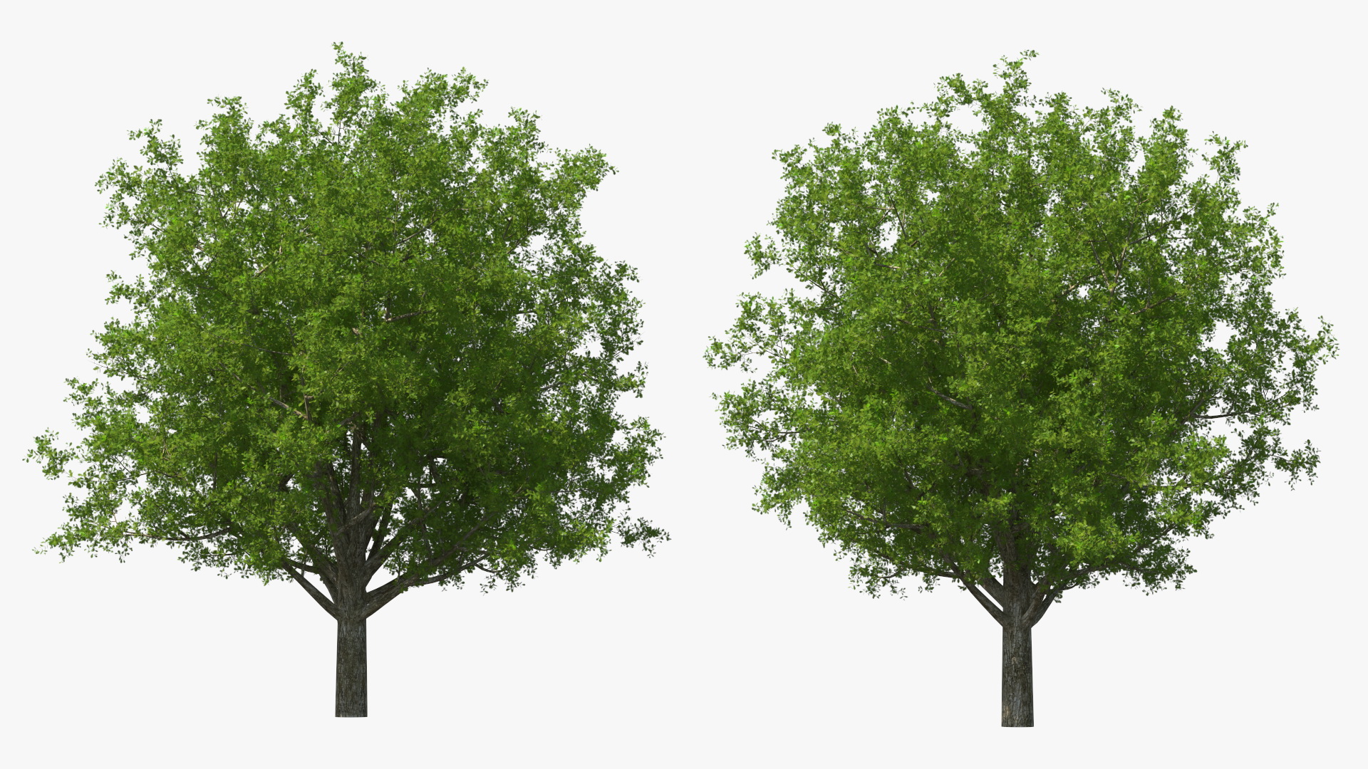 3D Realistic Oak Tree model