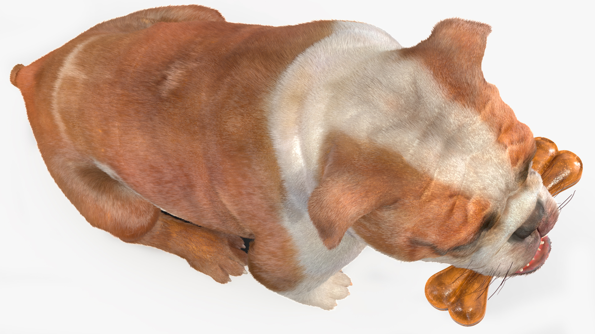 Bulldog with a Chewing Bone in His Mouth Fur 3D model