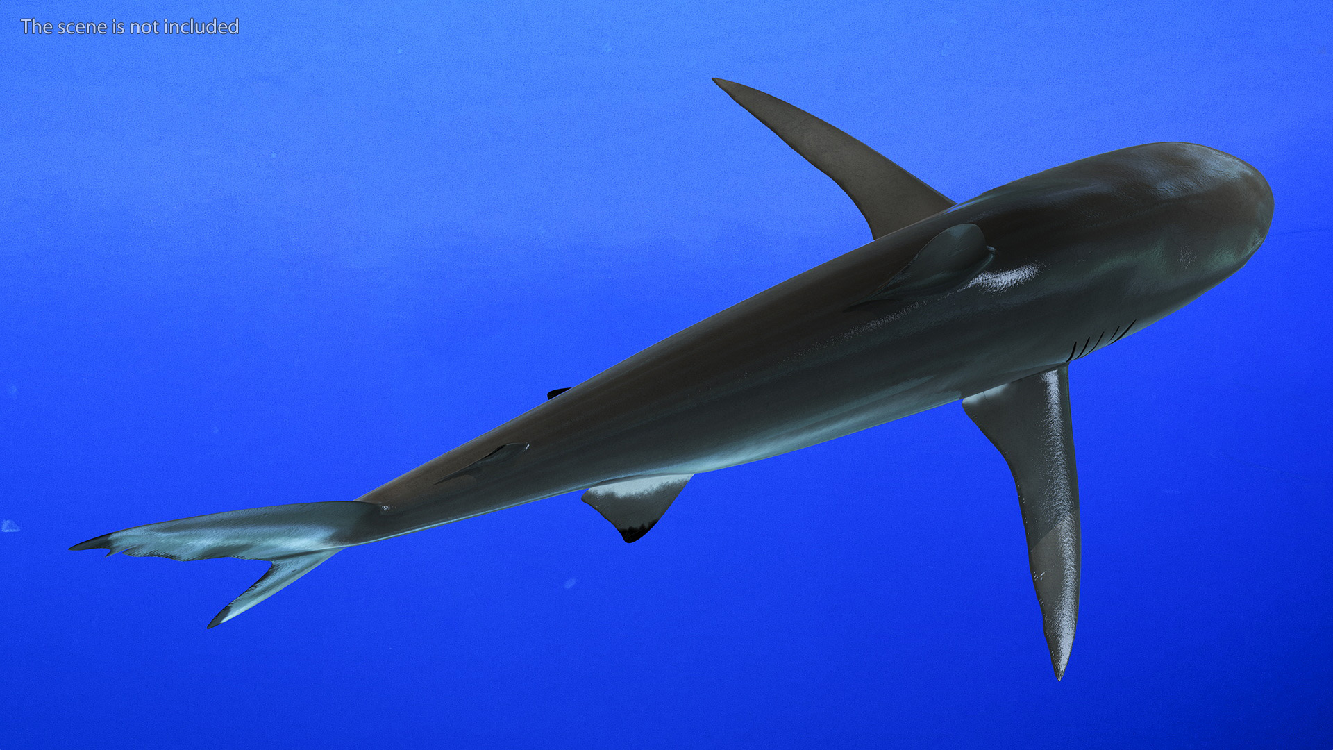 3D Realistic Silky Shark