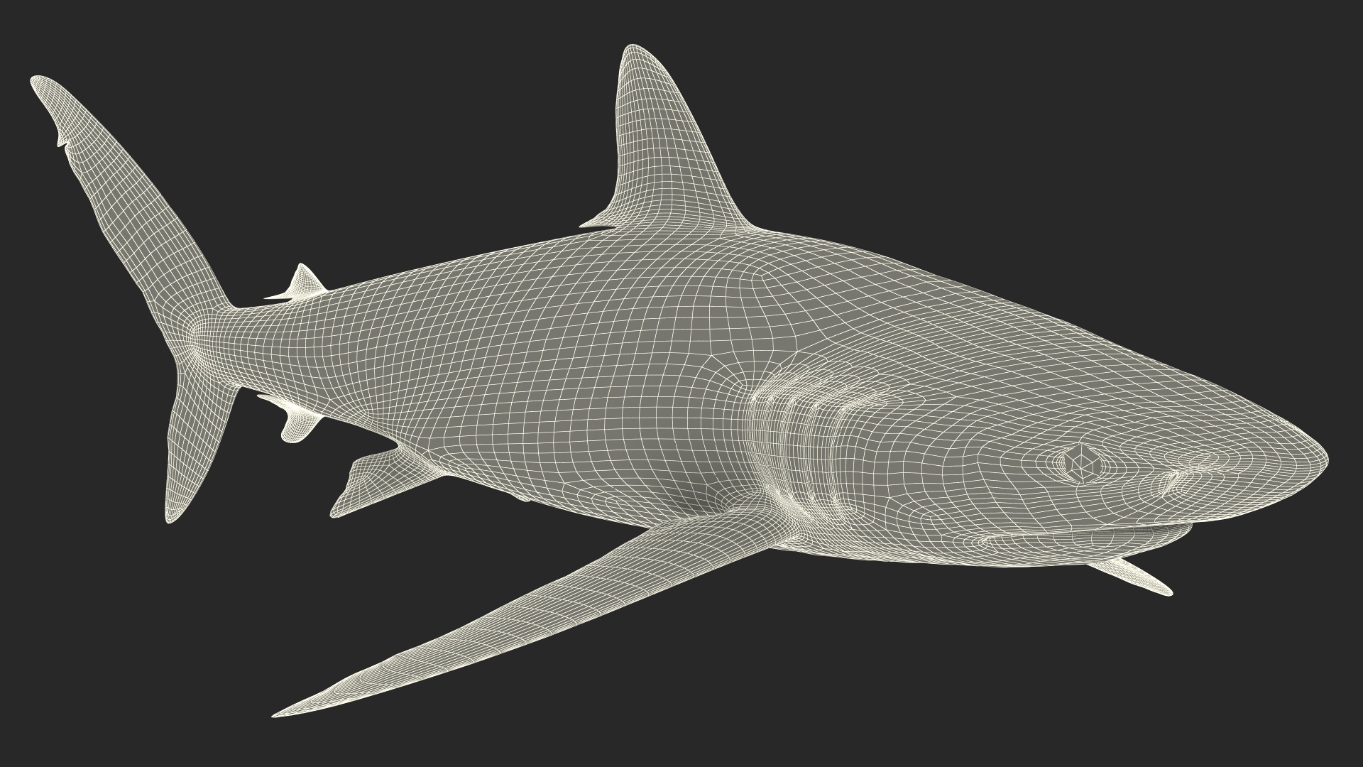 3D Realistic Silky Shark