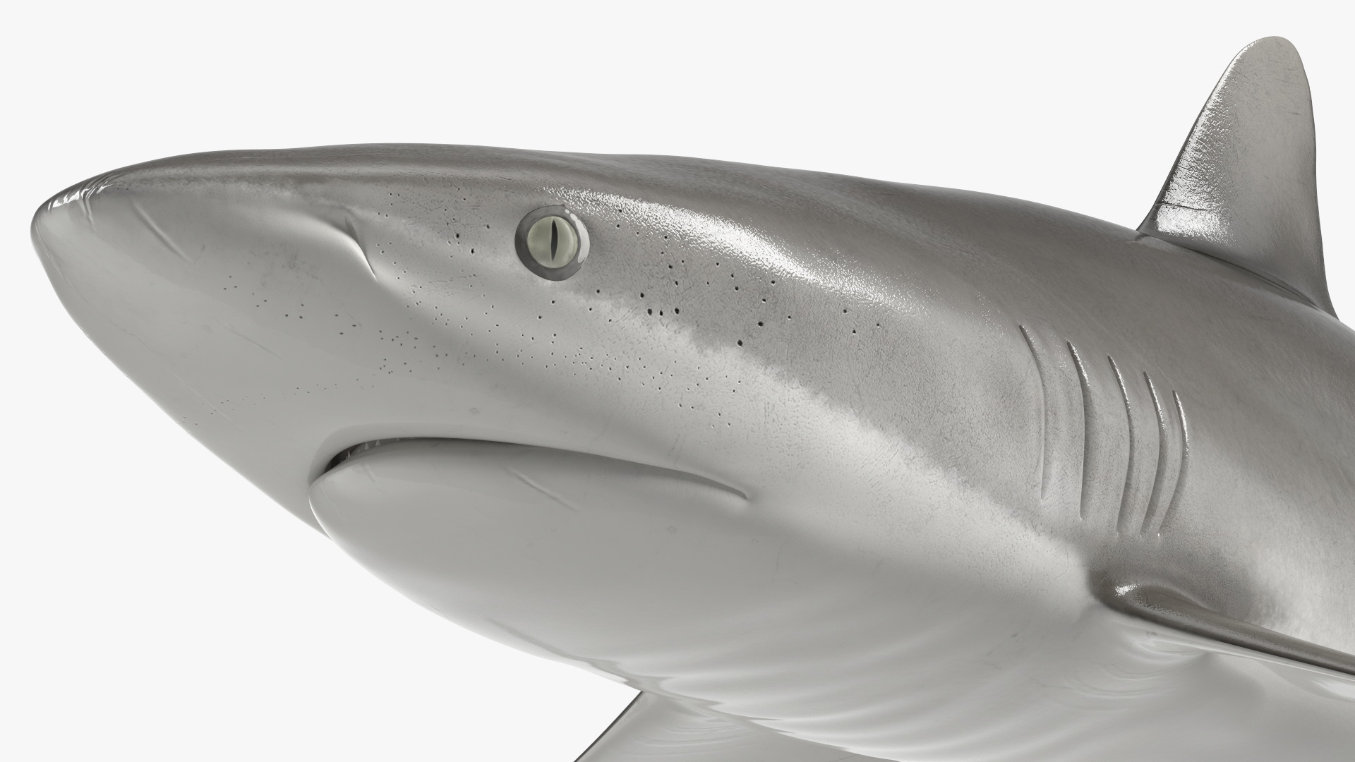 3D Realistic Silky Shark