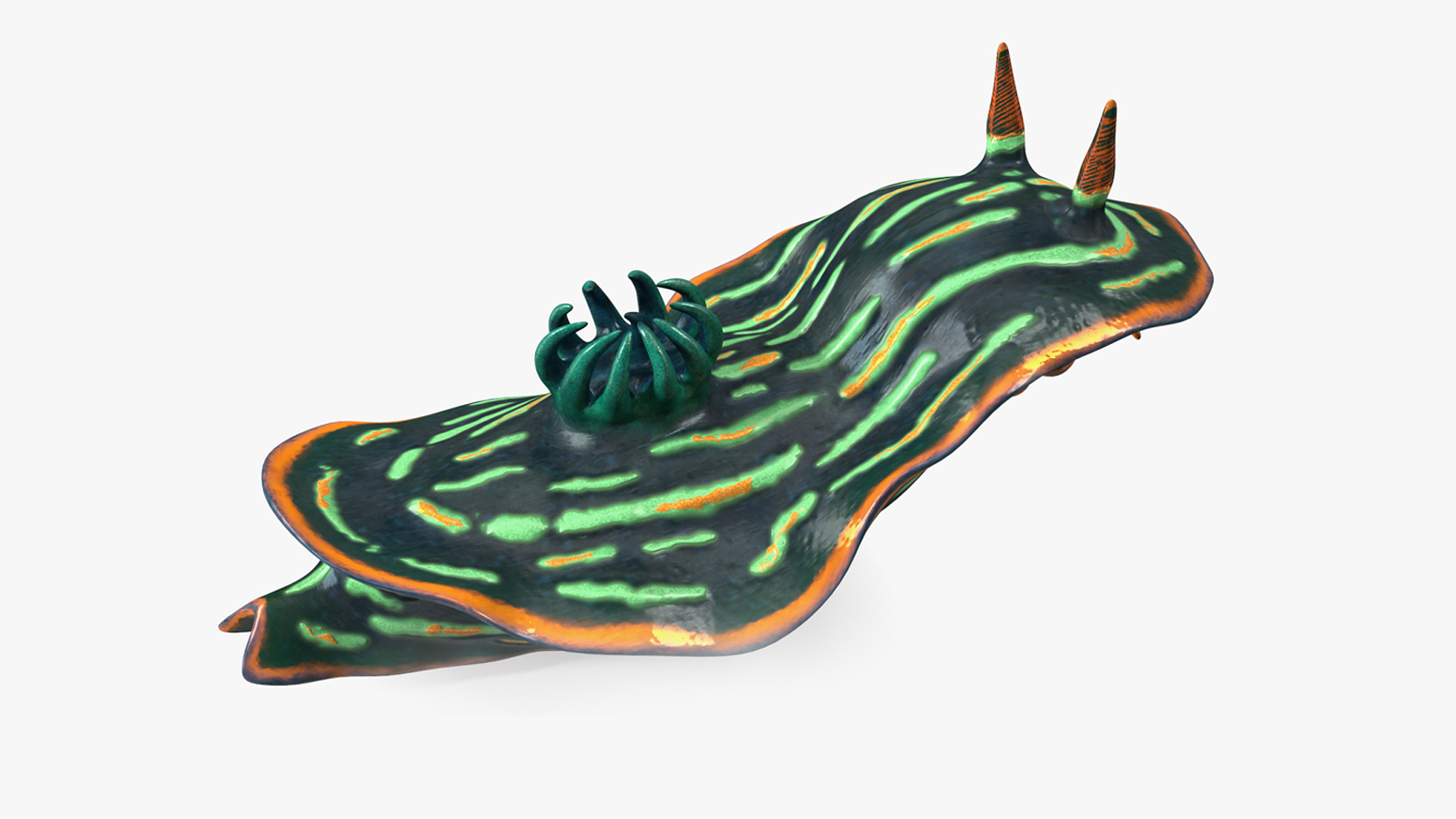 Dusky Nudibranch Rigged for Maya 3D