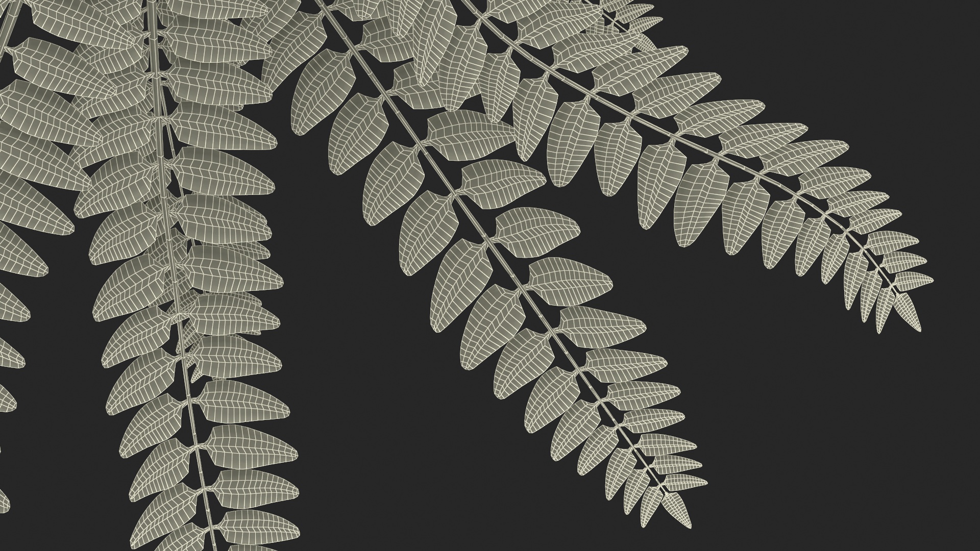 Realistic Tropical Fern Plant 3D model