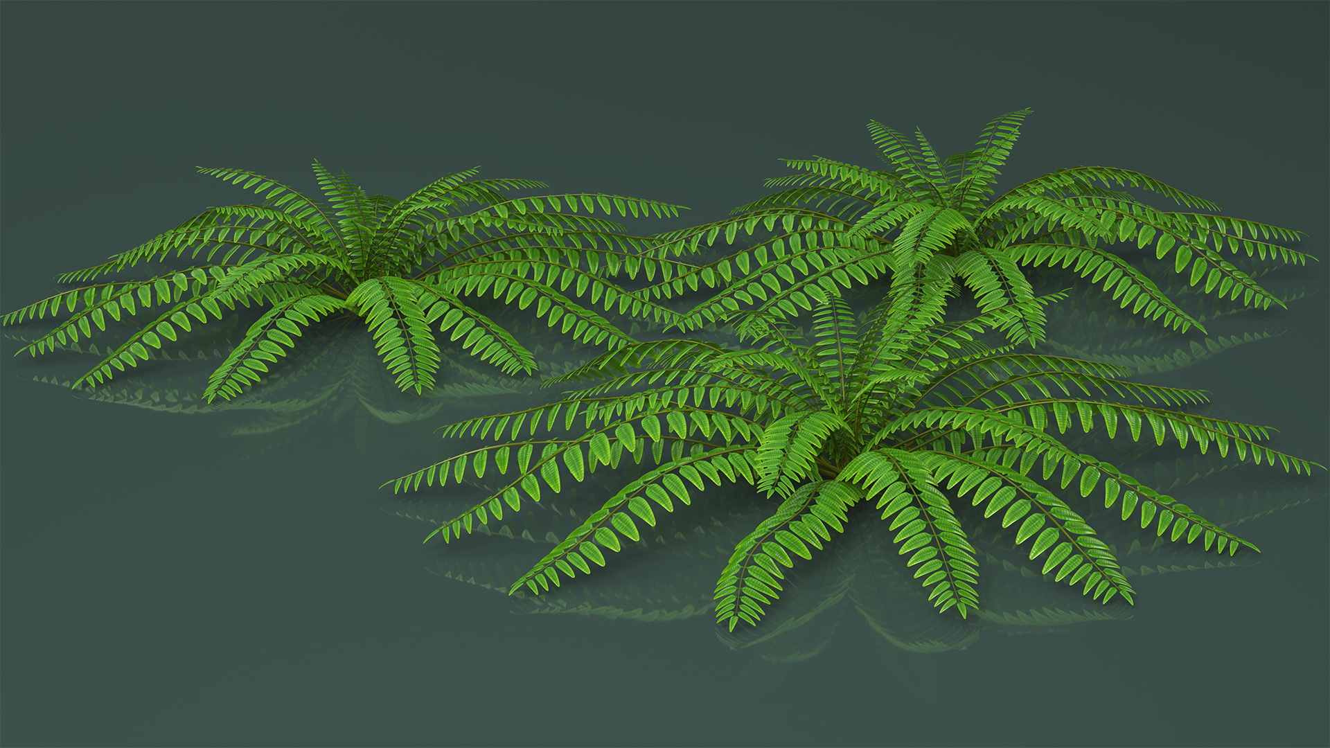 Realistic Tropical Fern Plant 3D model