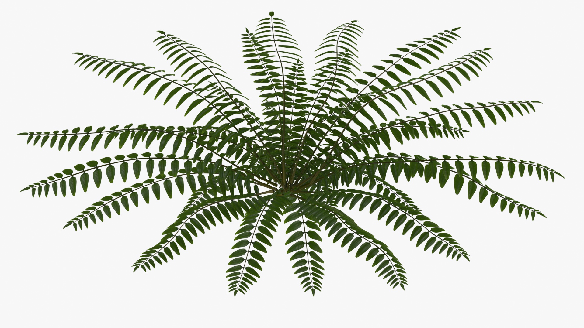 Realistic Tropical Fern Plant 3D model