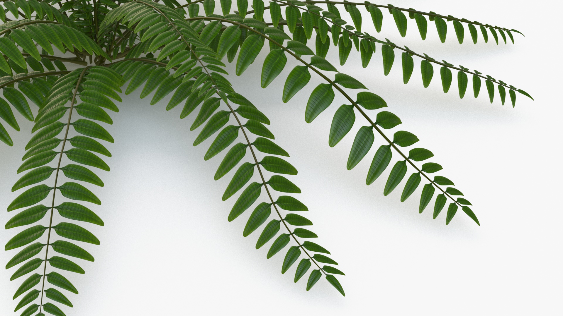 Realistic Tropical Fern Plant 3D model