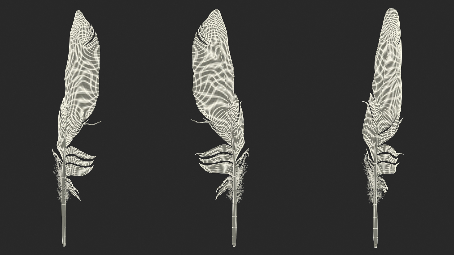 3D Eagle Feather model