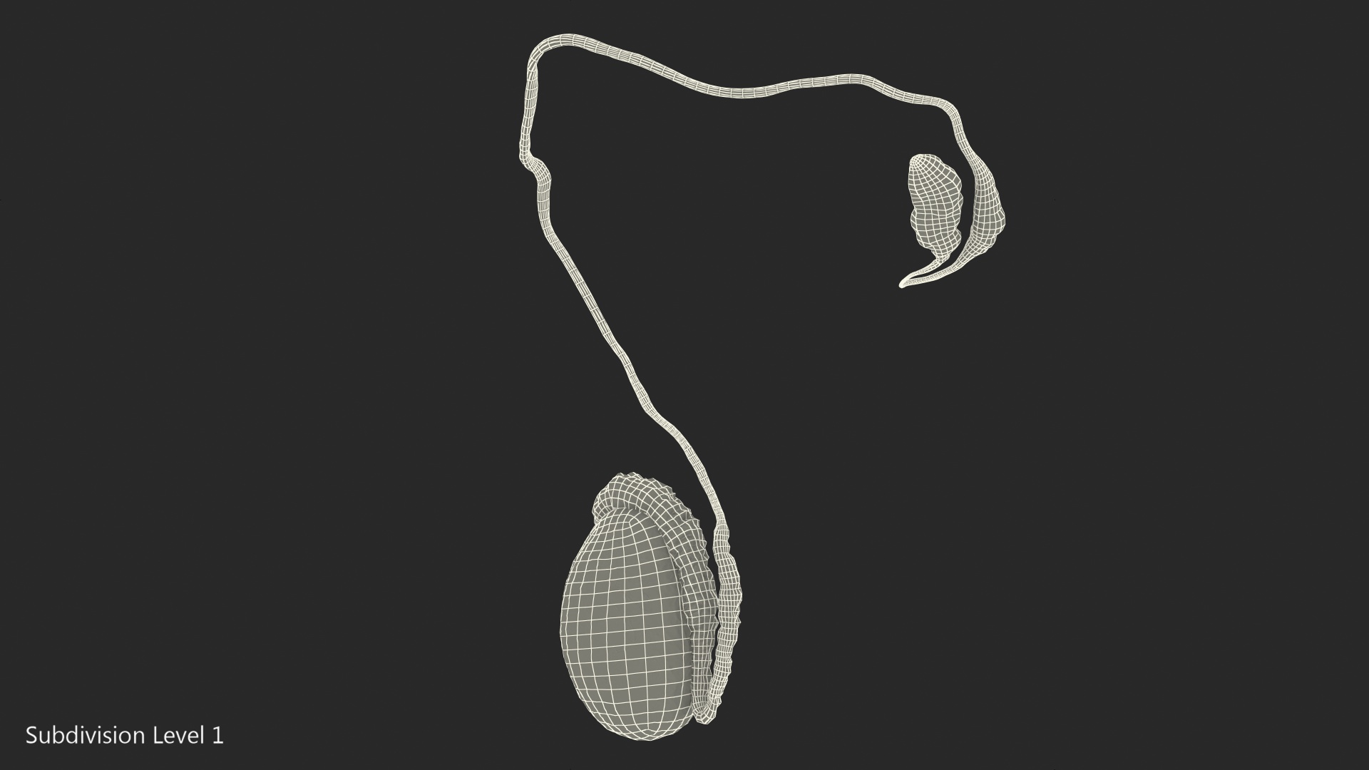 Male Testes Anatomy 3D model