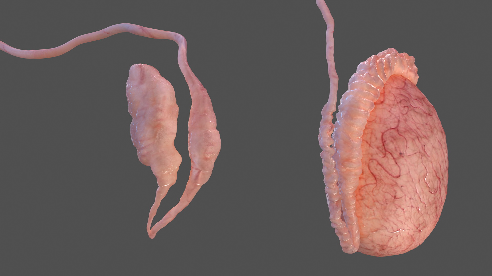 Male Testes Anatomy 3D model