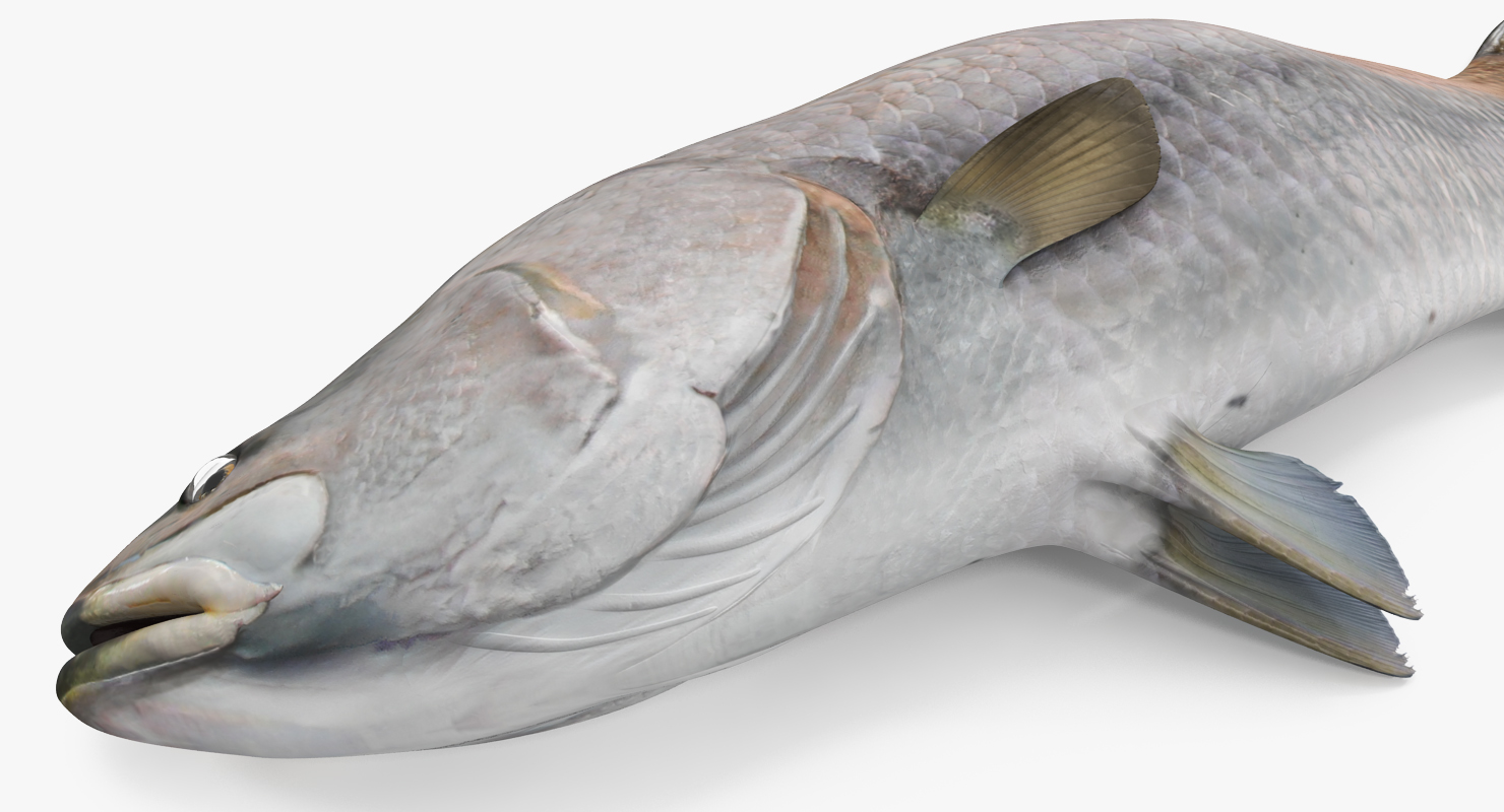 3D model Asian Sea Bass Fish Lying