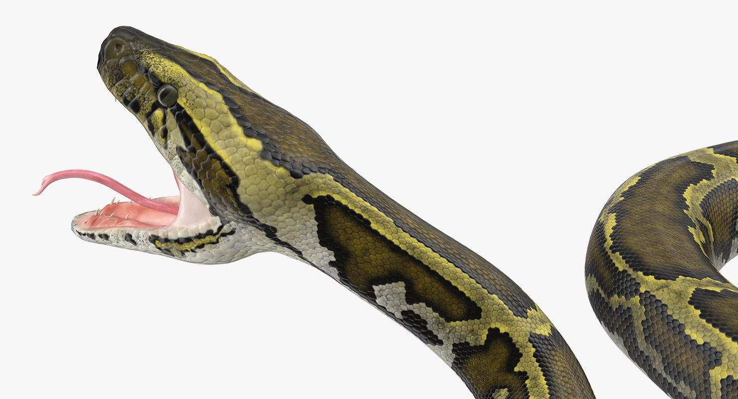 3D model Green Python Snake Attack Pose