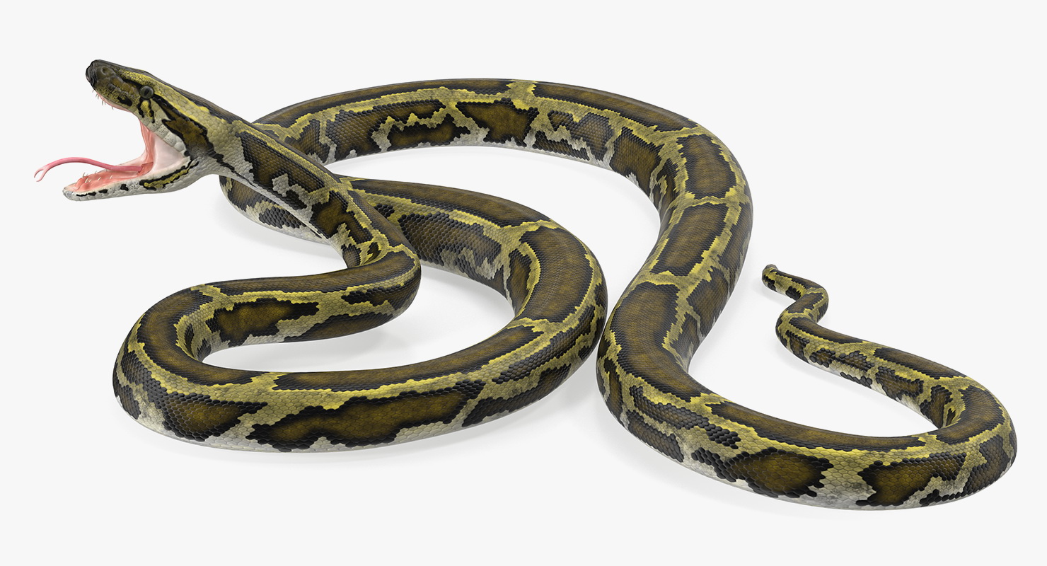 3D model Green Python Snake Attack Pose