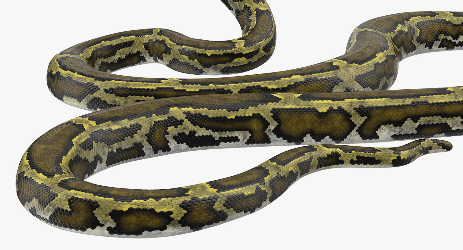 3D model Green Python Snake Attack Pose