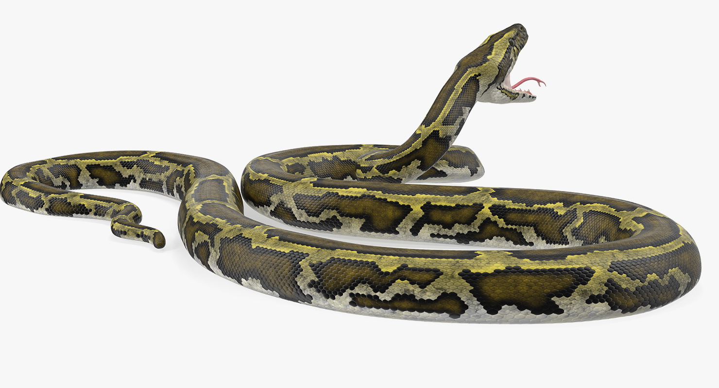 3D model Green Python Snake Attack Pose